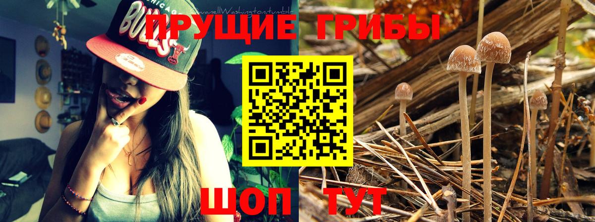 Шатура  где купить наркотик  Вход с VPN  Псилоцибиновые грибы мицелий 